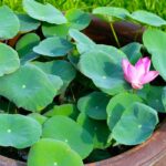 Discover the bowl lotus or how to grow a mini lotus in a pot