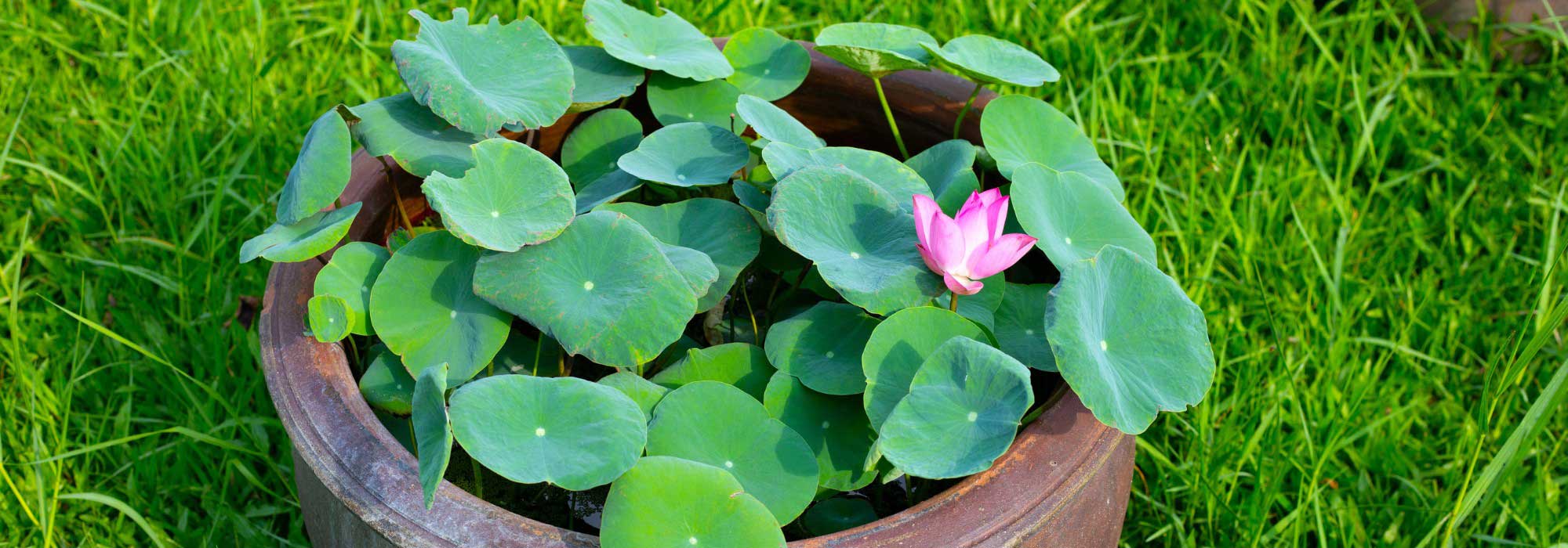 Discover the bowl lotus or how to grow a mini lotus in a pot