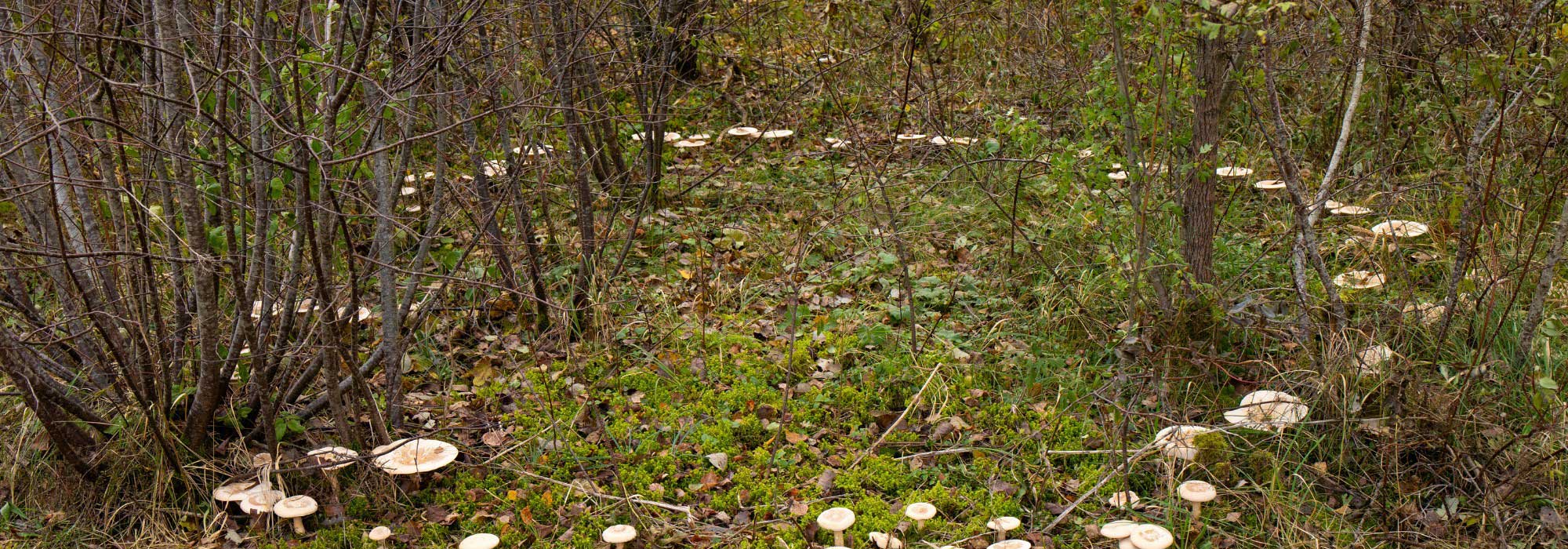 What is a fairy ring? Explanations, legends and mysteries