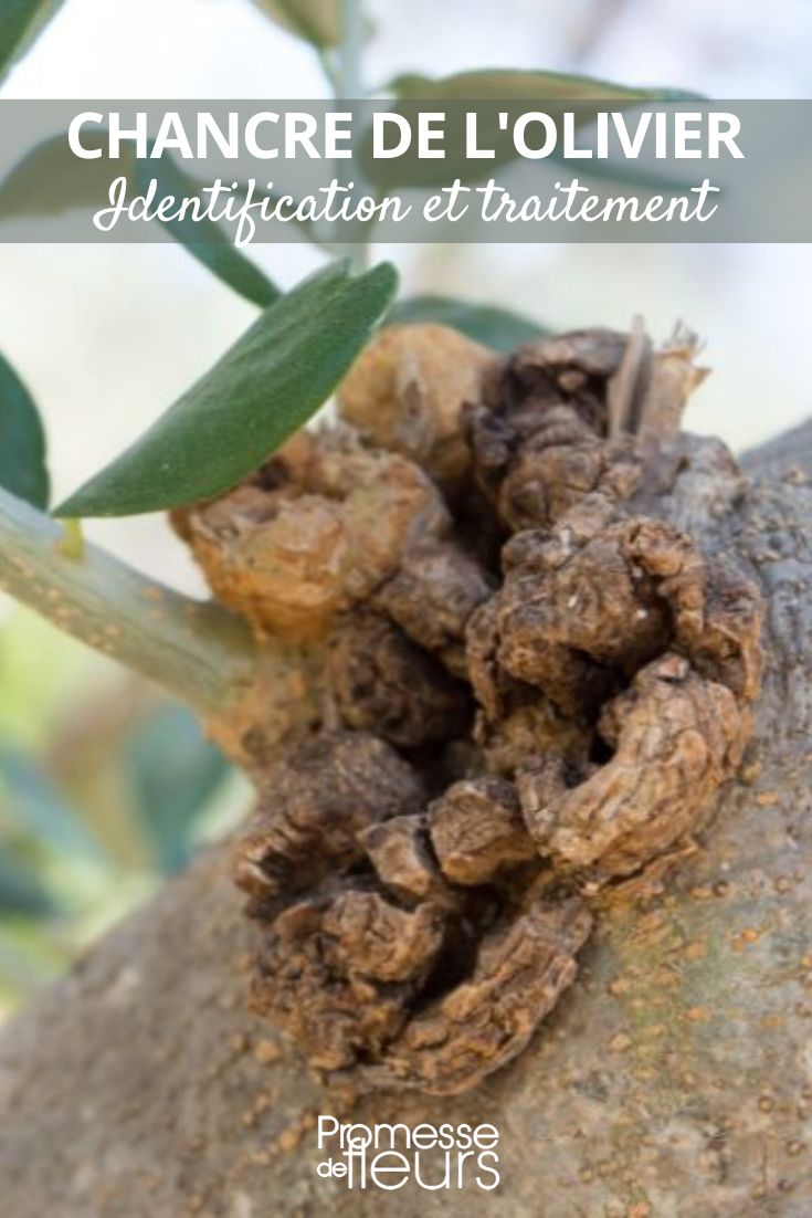 olive tree disease: canker