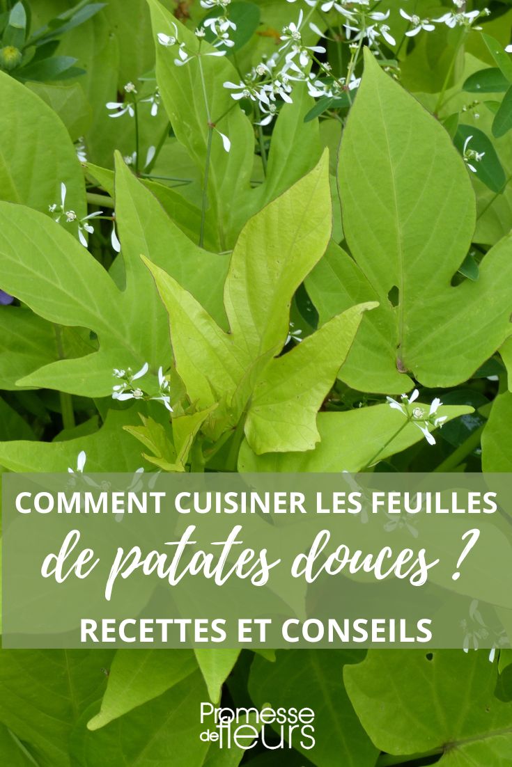 cooking sweet potato leaves Ipomoea batatas