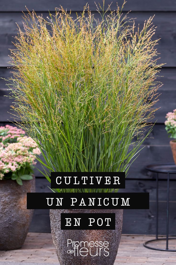panicum in a pot or planter box
