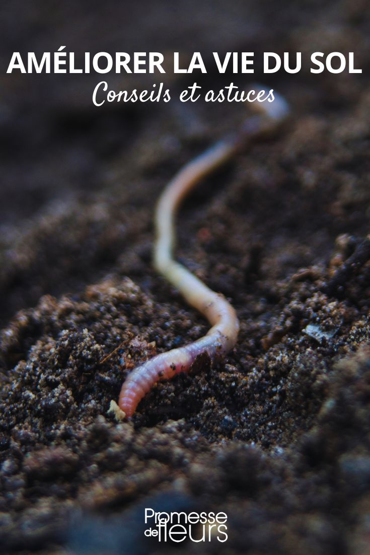 How to promote soil life in the garden enriching the soil and soil life