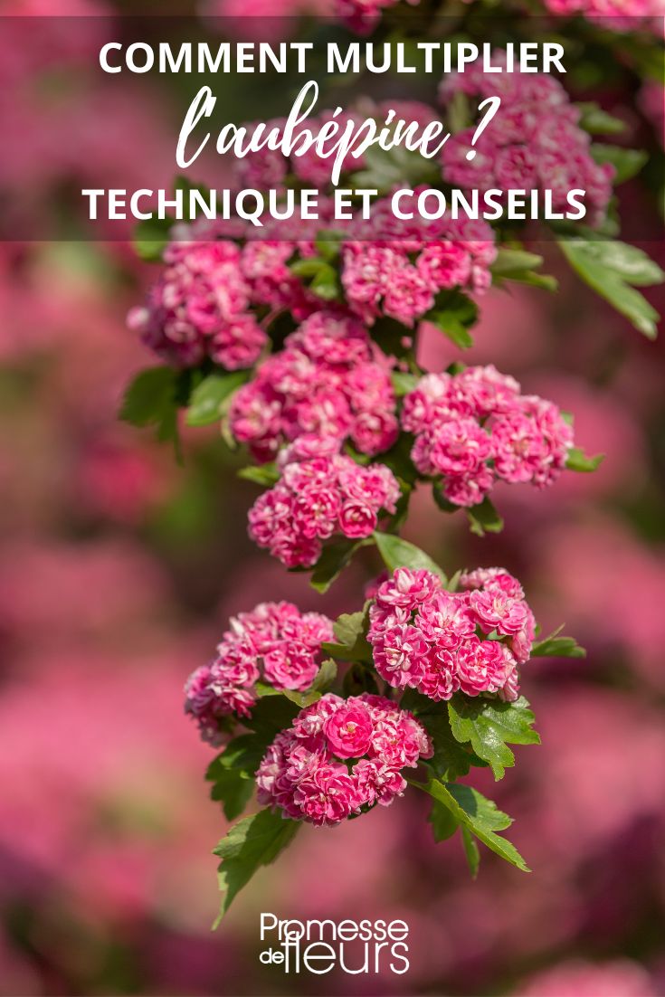 multiply crataegus hawthorn