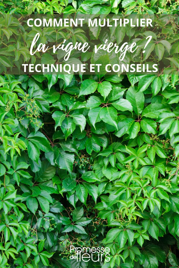 Parthenocissus: Propagating by cuttings and layering
