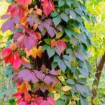 How to propagate Virginia creeper?