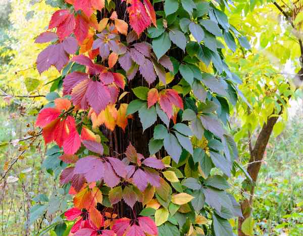 How to propagate Virginia creeper?