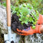 How to plant succulents in the ground in the garden?