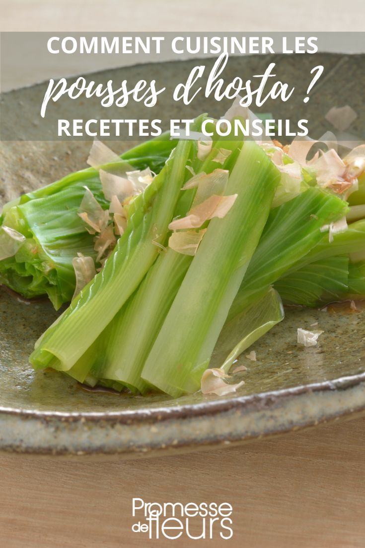 Recipes and tips for cooking hostas