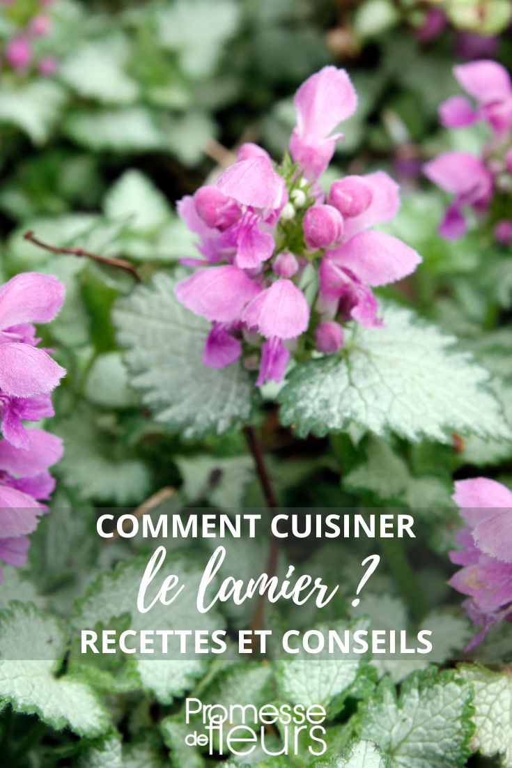 Cooking with Lamium