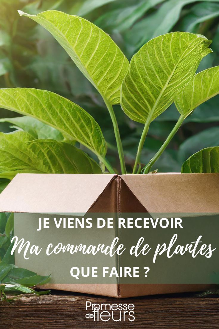 unpacking plants package