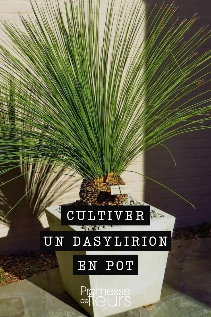 Growing a Dasylirion in a pot Dasylirion longissimum