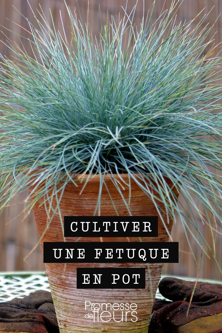 Growing a fescue in a pot festuca