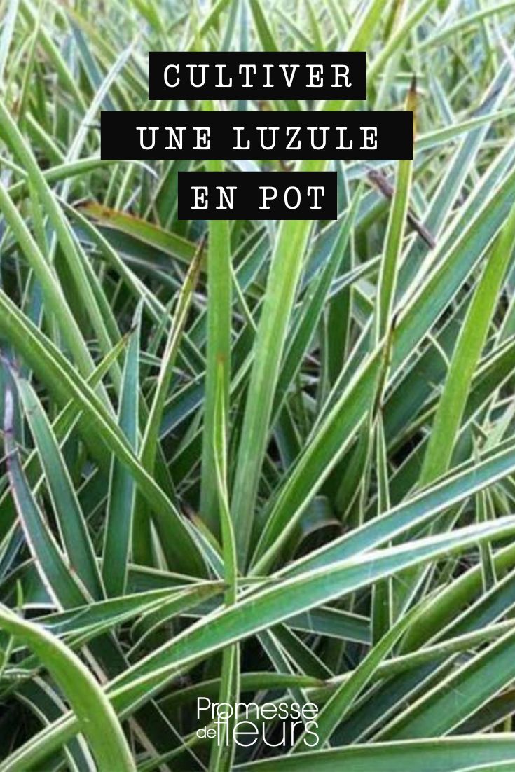 luzula potted plant trough