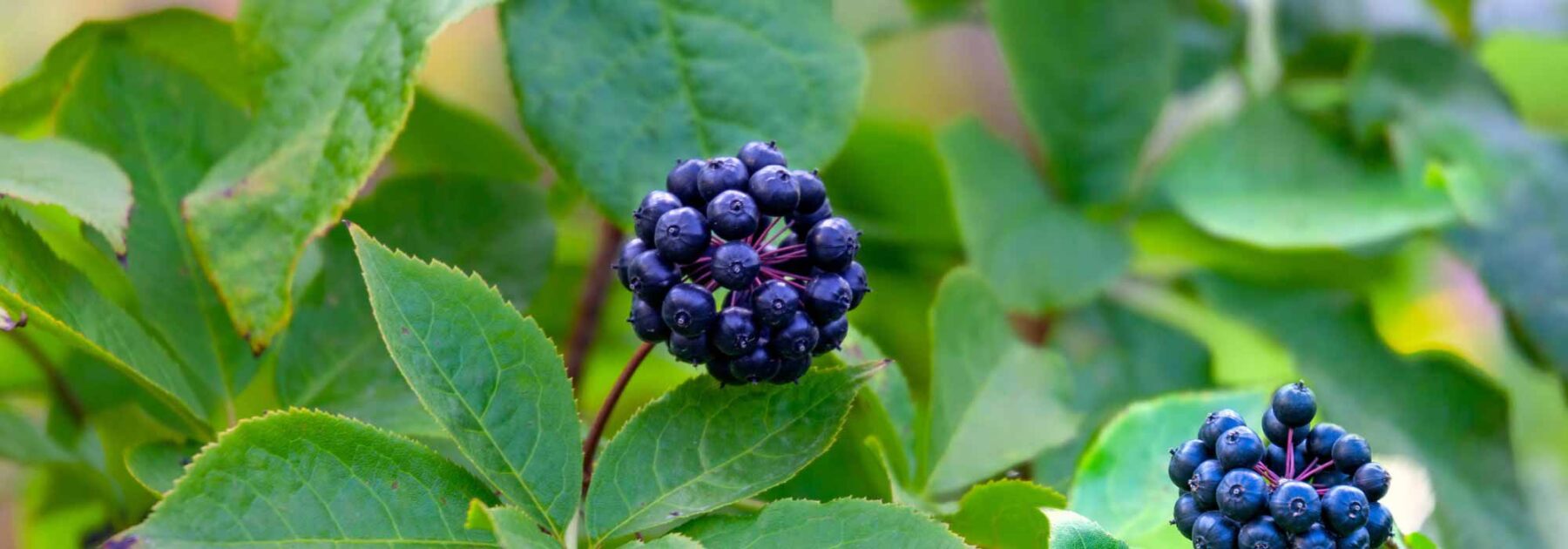 Eleutherococcus, Acanthopanax: Planting, Growing and Caring for Your Young Plant