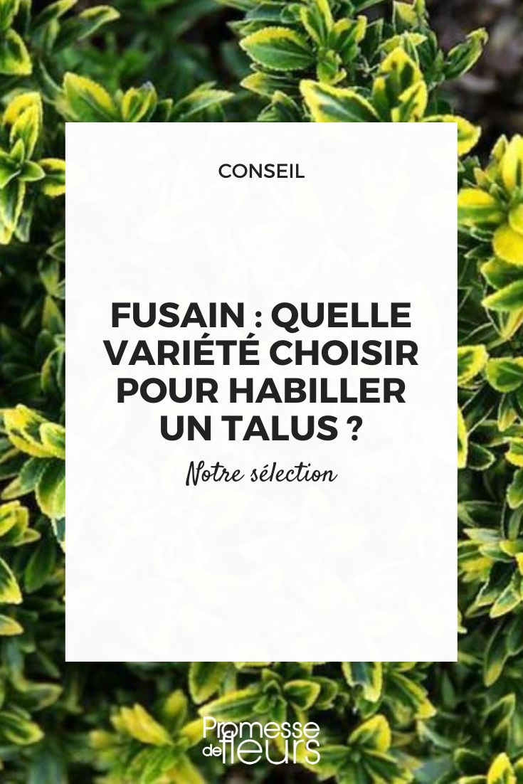 Which variety of spindle tree to choose to dress up a slope spindle tree euonymus talus