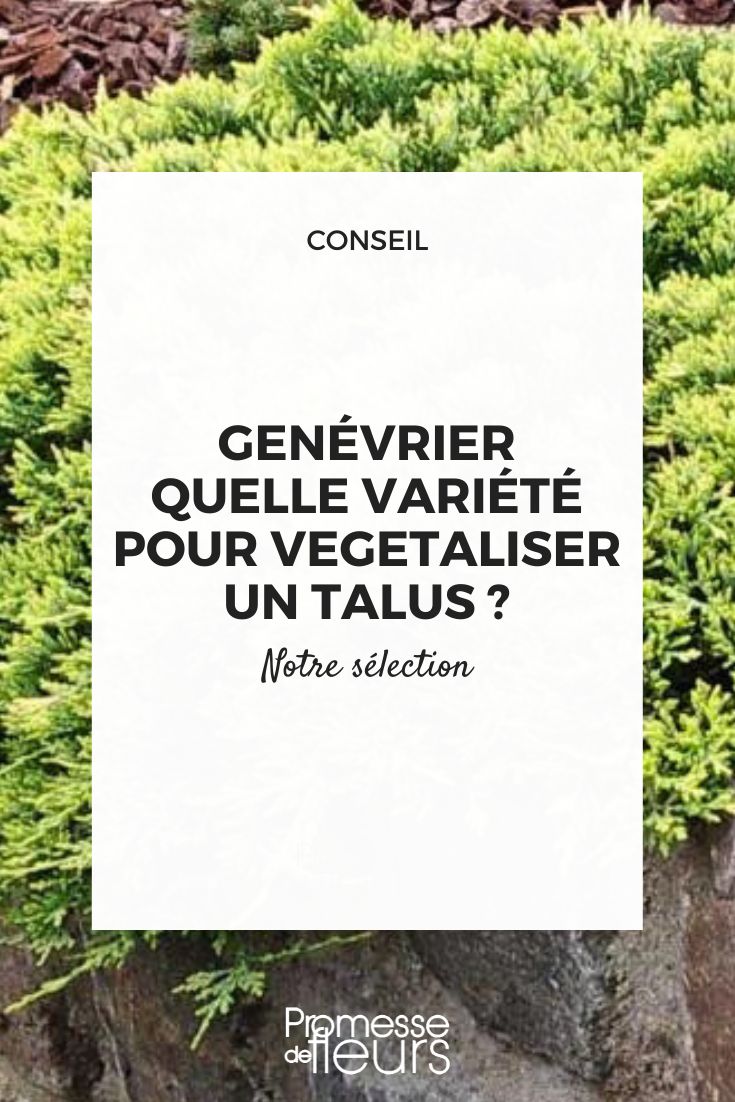 Juniperus for Slopes