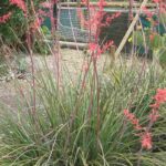 Hesperaloe - Red Yucca: Planting, Growing and Care