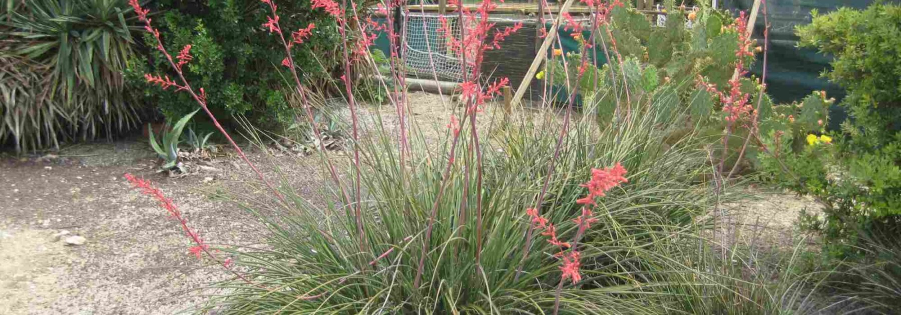 Hesperaloe - Red Yucca: Planting, Growing and Care