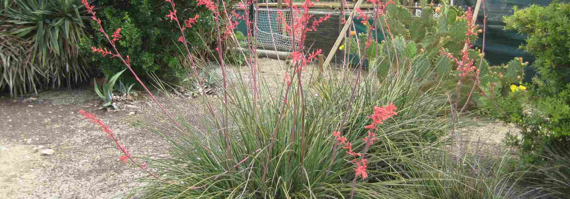 Hesperaloe - Red Yucca: planting, growing, and care