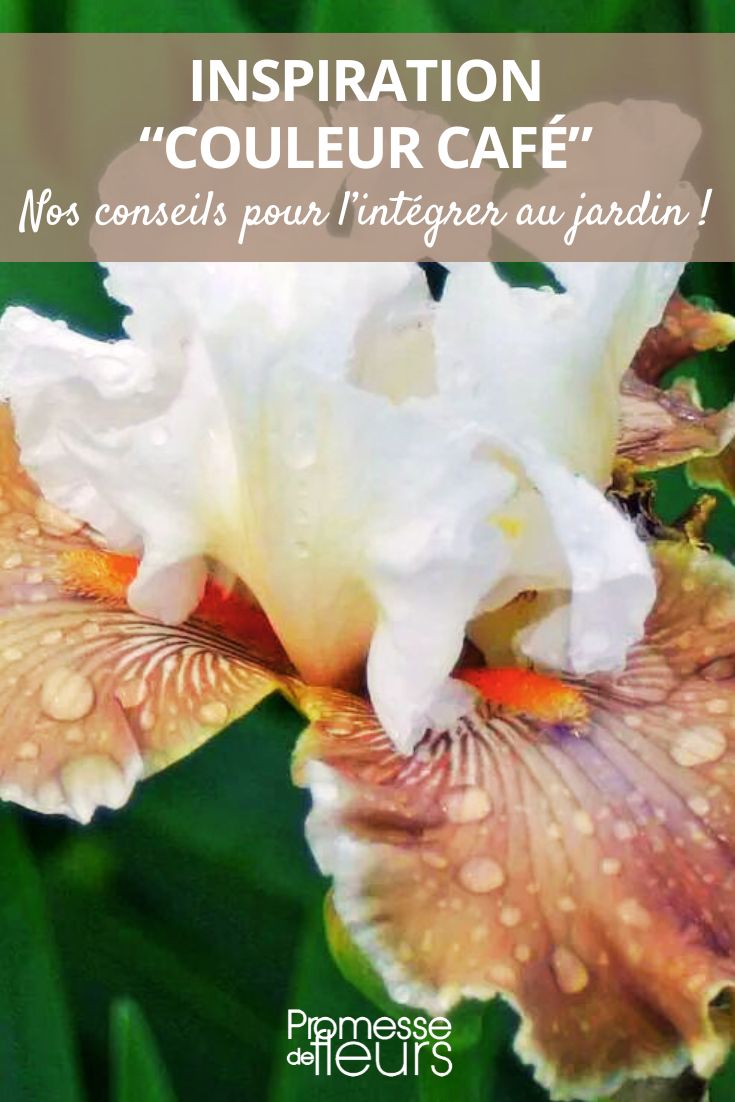 brown coffee iris in the garden