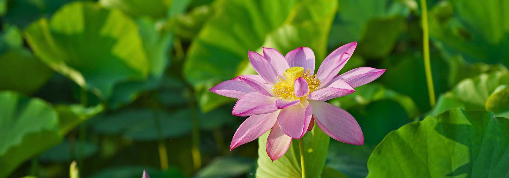 Nelumbo - Lotus: planting and care