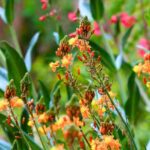 How to propagate <em>Bulbine</em>?