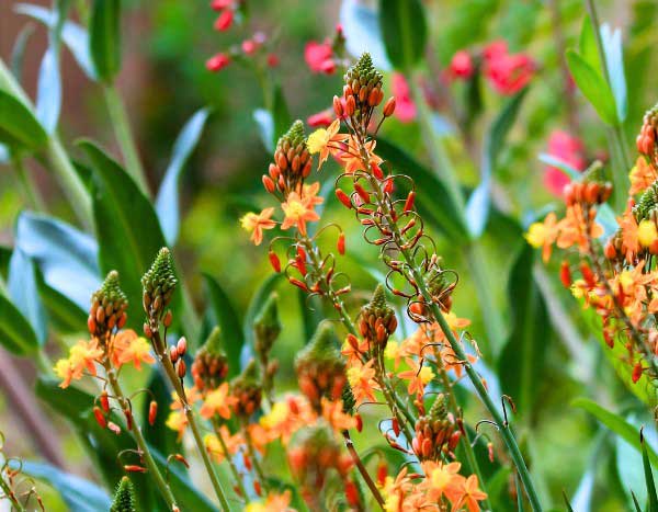 How to propagate Bulbine?