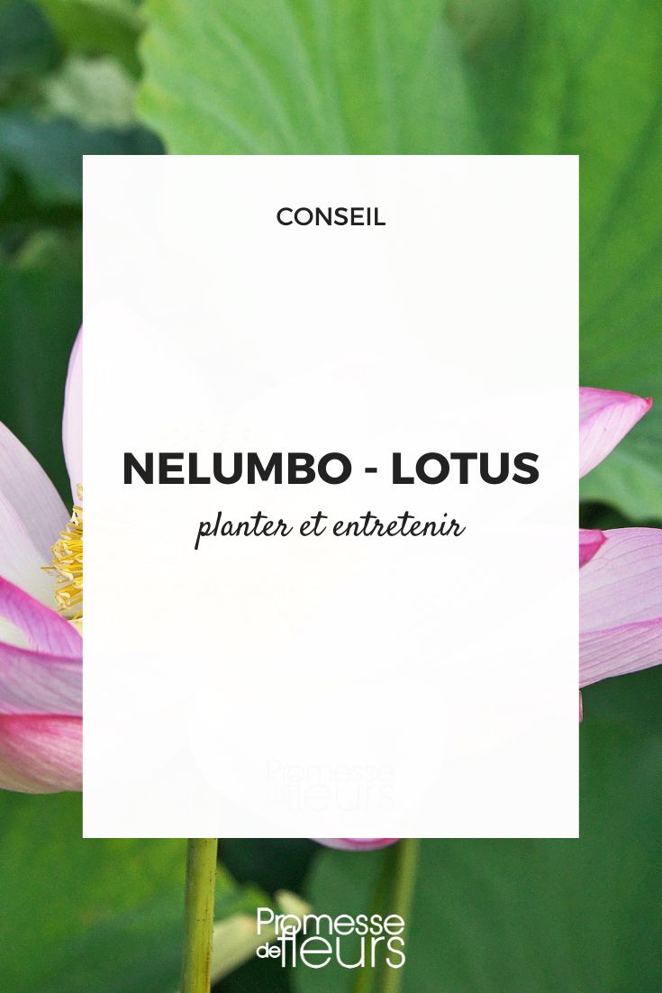 Nelumbo - Planting and Caring for Lotus Growing Lotus