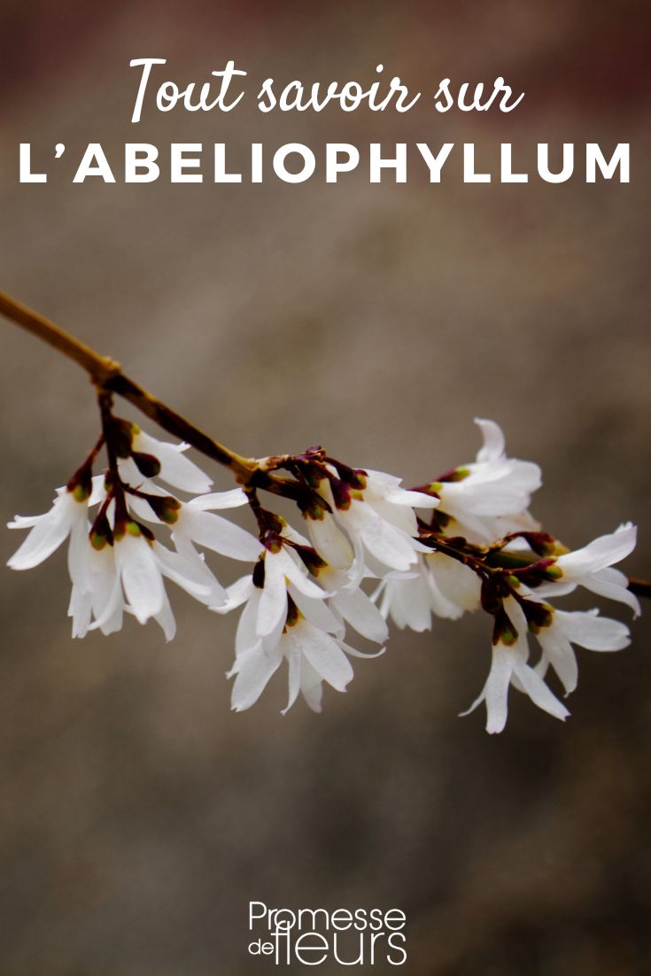 Plant file Abeliophyllum Abeliophyllum
