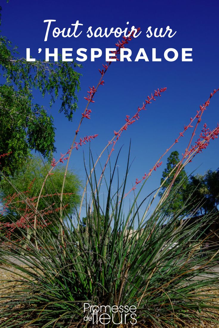 **Hesperaloe Plant Profile**
Hesperaloe, also known as Red Yucca, is a stunning perennial plant that adds a touch of elegance to any garden. This plant is native to Texas and Mexico and is well-loved for its long, arching stems of tubular flowers that bloom in shades of pink, red, or coral.
**Planting and Care**
- **Plant:** Hesperaloe is a drought-tolerant plant that thrives in well-draining soil. Plant your young hesperaloe plants in a sunny spot in the garden.
- **Watering:** Once established, hesperaloe plants require minimal watering. Water deeply but infrequently to encourage deep root growth.
- **Pruning:** Remove spent flower stalks to encourage new blooms and maintain the plant's shape.
- **Propagation:** Hesperaloe can be propagated from offsets or seeds. Divide mature plants in spring or collect seeds for propagation.
- **Pests and Diseases:** Hesperaloe is relatively pest and disease-resistant, making it a low-maintenance plant for your garden.
**Design Ideas**
Hesperaloe's striking flowers and architectural form make it a great addition to xeriscape gardens, rock gardens, or as a focal point in a mixed border. Pair it with other drought-tolerant plants for a low-maintenance and water-wise garden design.
**In Summary**
Hesperaloe is a beautiful and easy-to-care-for plant that brings a touch of the desert to your garden. With its stunning flowers and low-maintenance nature, hesperaloe is a must-have for any garden enthusiast looking to add a touch of elegance to their outdoor space. hesperaloe red yucca