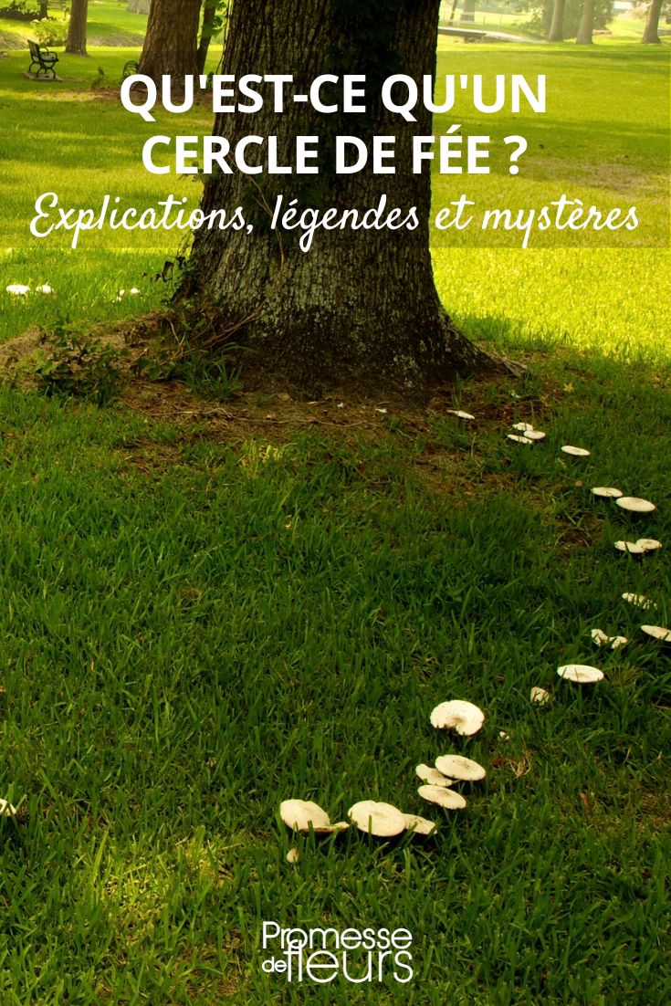 What is a Fairy Ring? Explanations, Legends, and Mysteries fairy ring, mushroom circle
