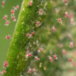 How to get rid of mites on plants?