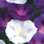 Which annuals will bloom in your garden all summer?