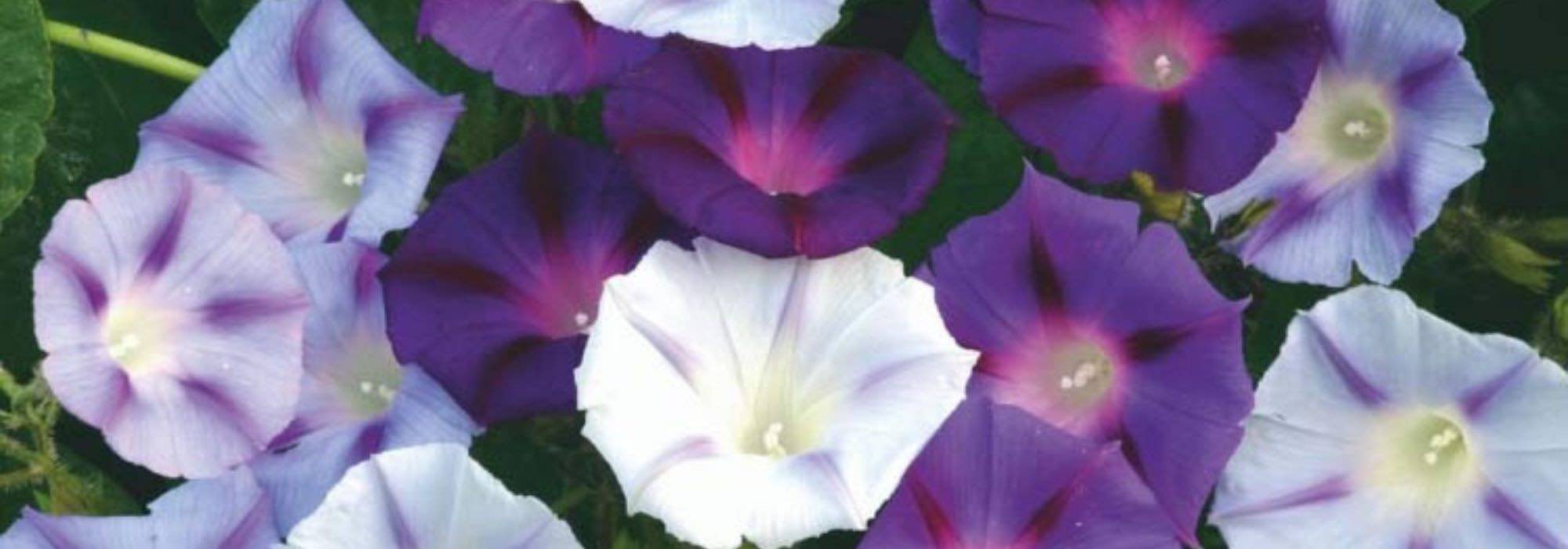 Which annuals will bloom in your garden all summer?