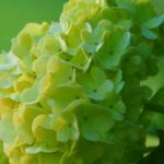 7 great pairing ideas with green flowers