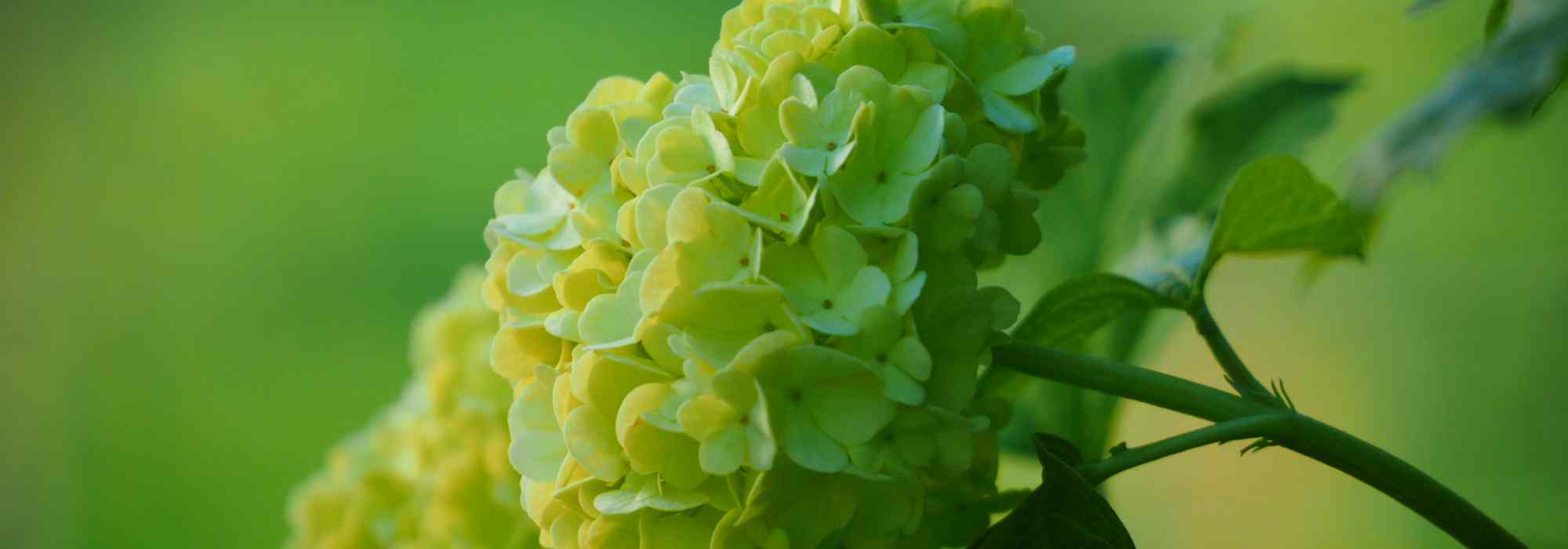 7 great pairing ideas with green flowers