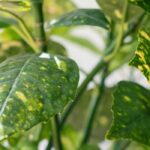 Growing Aucuba in a pot