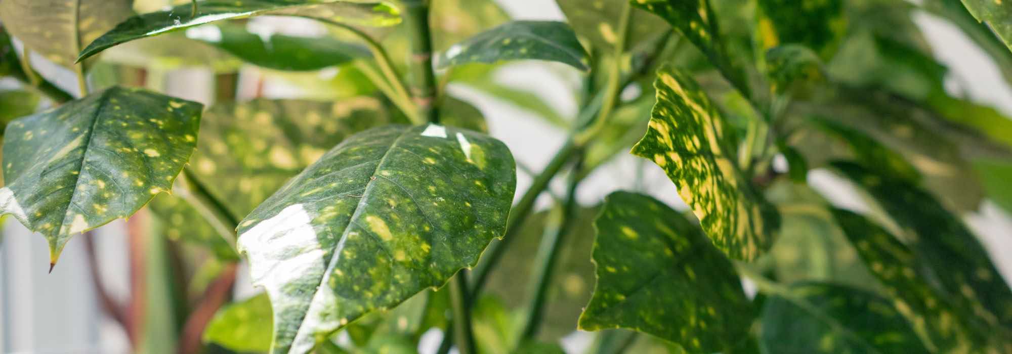 Growing Aucuba in a pot