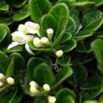 Lonicera: which variety to choose to cover a slope?