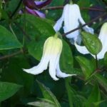 Herbaceous Clematis: the most beautiful white-flowered varieties