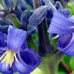 Discover 9 herbaceous Clematis plants with beautiful blue flowers