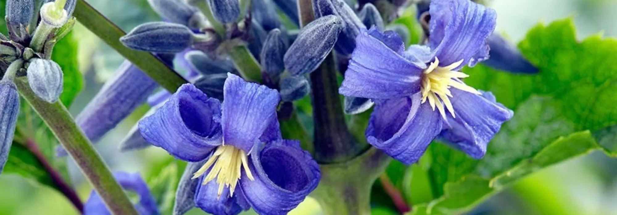 Discover 9 herbaceous Clematis plants with beautiful blue flowers