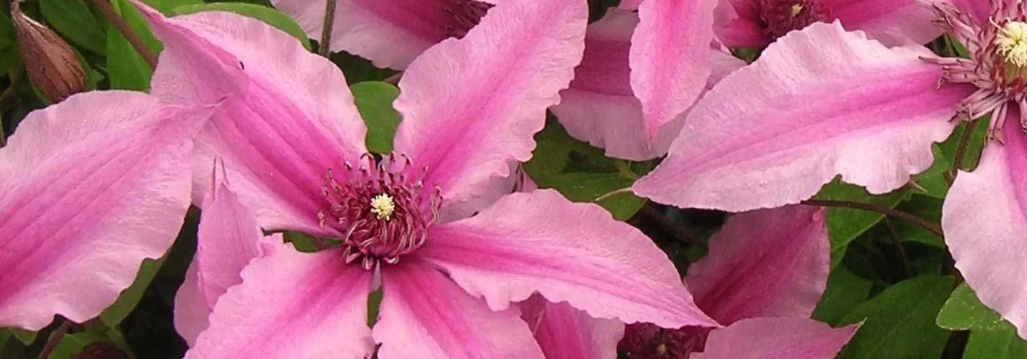 Pink-flowered herbaceous Clematis: a dazzling selection!