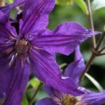 Herbaceous Clematis with purple and mauve flowers: our top 5