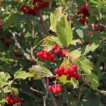 How to propagate hawthorn easily?