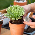 How to plant succulent plants in pots?