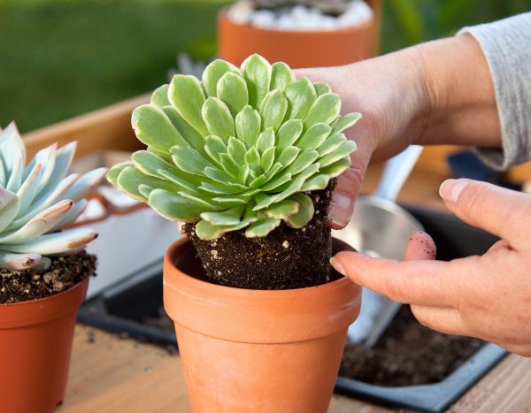 How to plant succulent plants in pots?