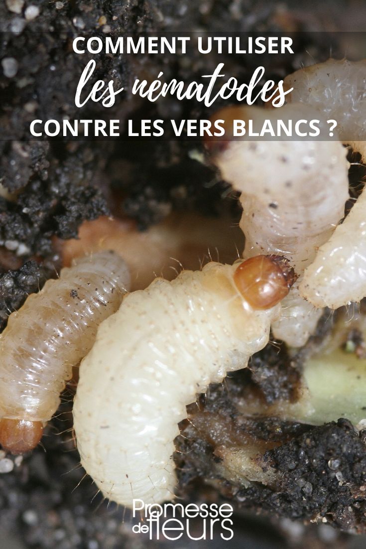 fighting against white grubs