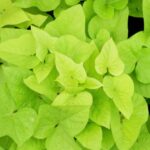 How to cook and eat sweet potato leaves?